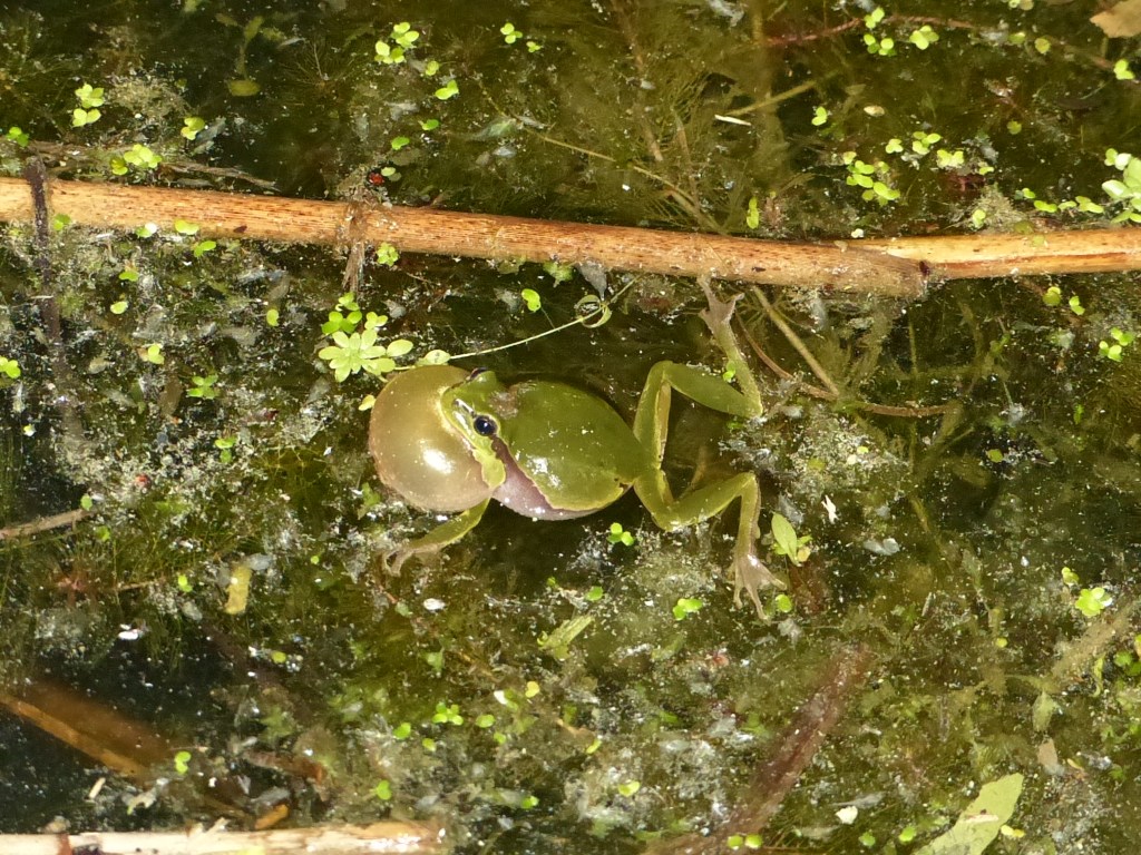 Pressemitteilung/Veranstaltungshinweis CDU-Ortsverband Wabe-Schunter Nachtwanderung im Mai&nbsp;2024