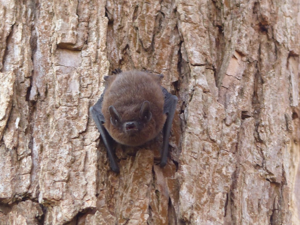 Fledermausexkursionen im Naturschutzgebiet Riddagshausen