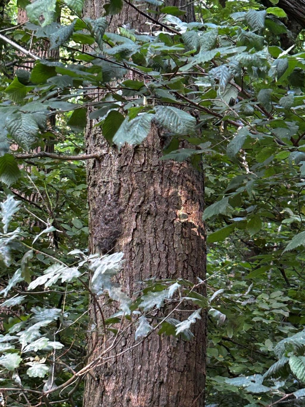 CDU, BiBS und FDP im Stadtbezirk 112 (Wabe-Schunter-Beberbach) fordern einen „digitalen Eichenprozessionsspinner-Warner“