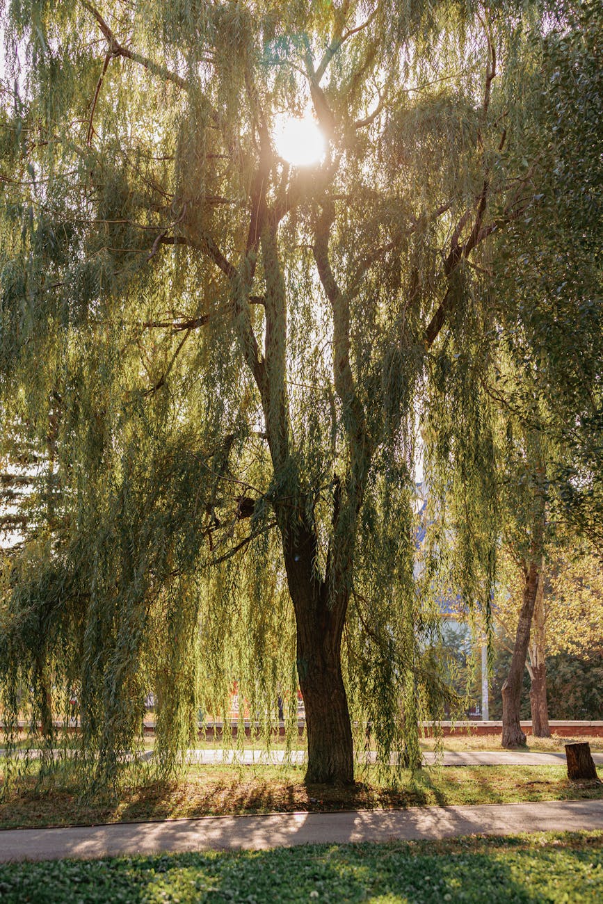 „Wunderbaum Weide“ – Aktionstag im Haus&nbsp;Entenfang