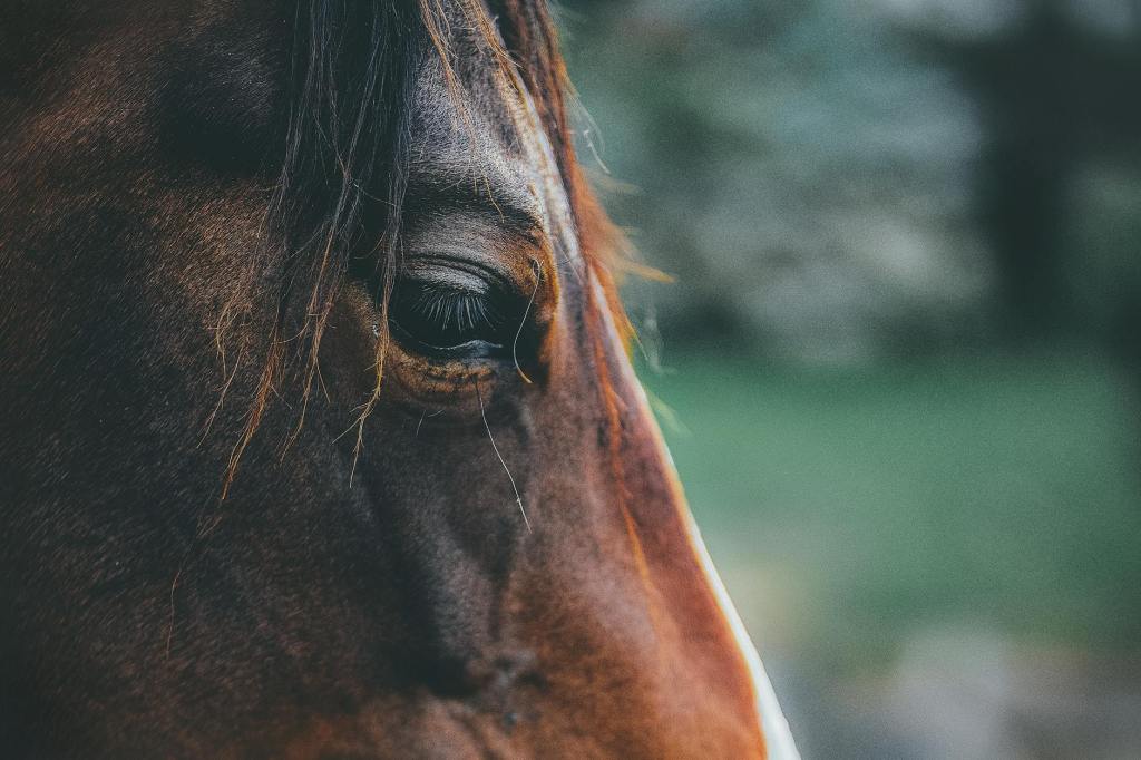 Herzliche Einladung: St. Martin Laternenumzug in&nbsp;Volkmarode!