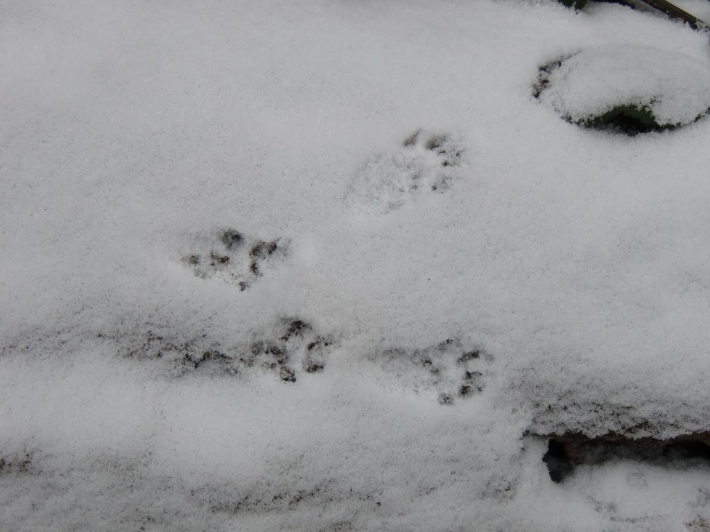 Der CDU-Ortsverband Wabe-Schunter lädt herzlich zum Neujahrsspaziergang ein!