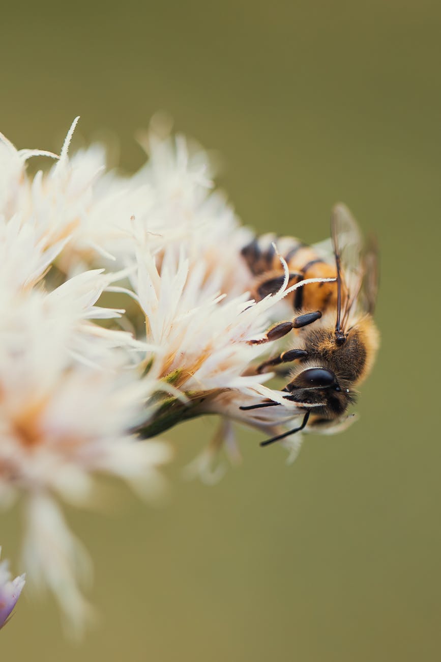Wildbienen-Aktionstag im Haus&nbsp;Entenfang
