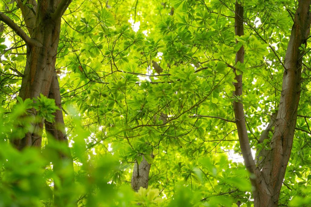 Baumverlust stoppen – Nachpflanzungen&nbsp;sichern